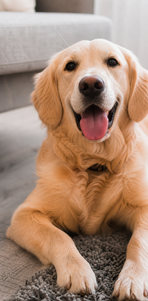 Sap Sap app camera screen turning a dog photo into a lesson
